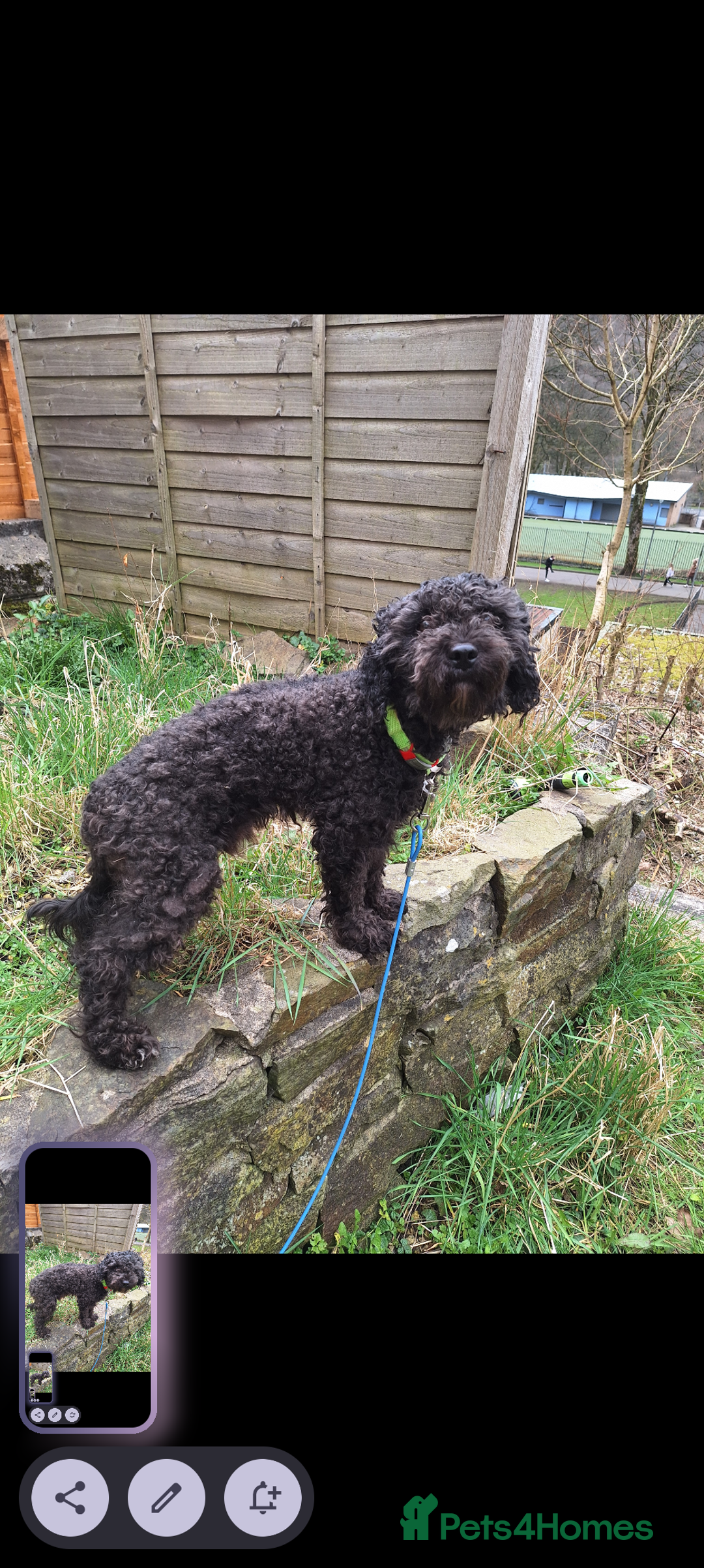 Poochon dogs for sale: 2 year old poochon boy in need of forever home  - Image 5