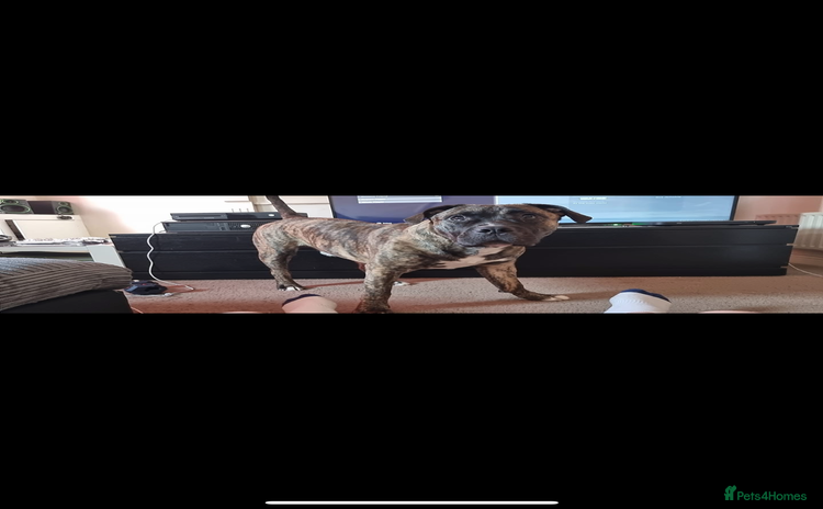 Mixed Breed dogs - Advert 1