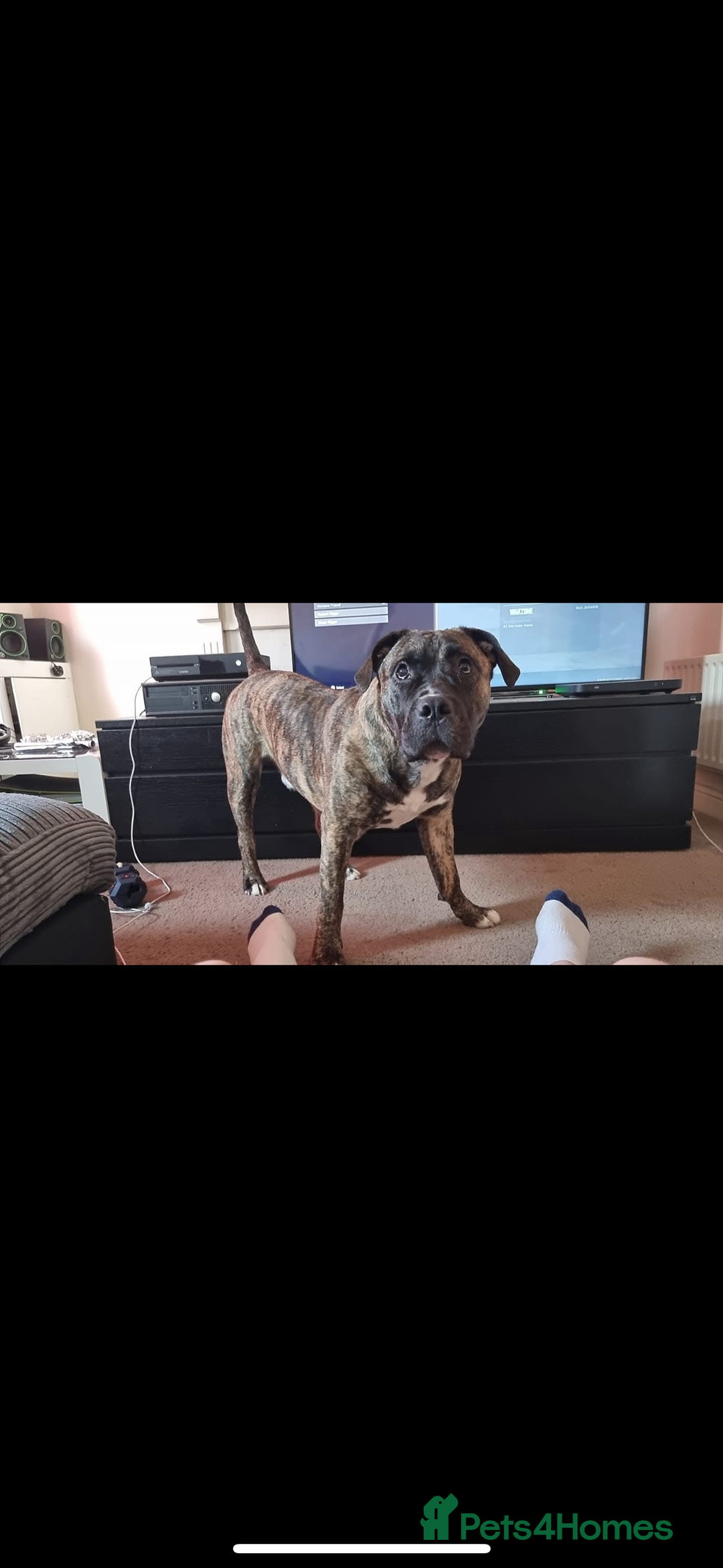 Mixed Breed dogs for sale: Male presa cross for rehomeing  - Image 1