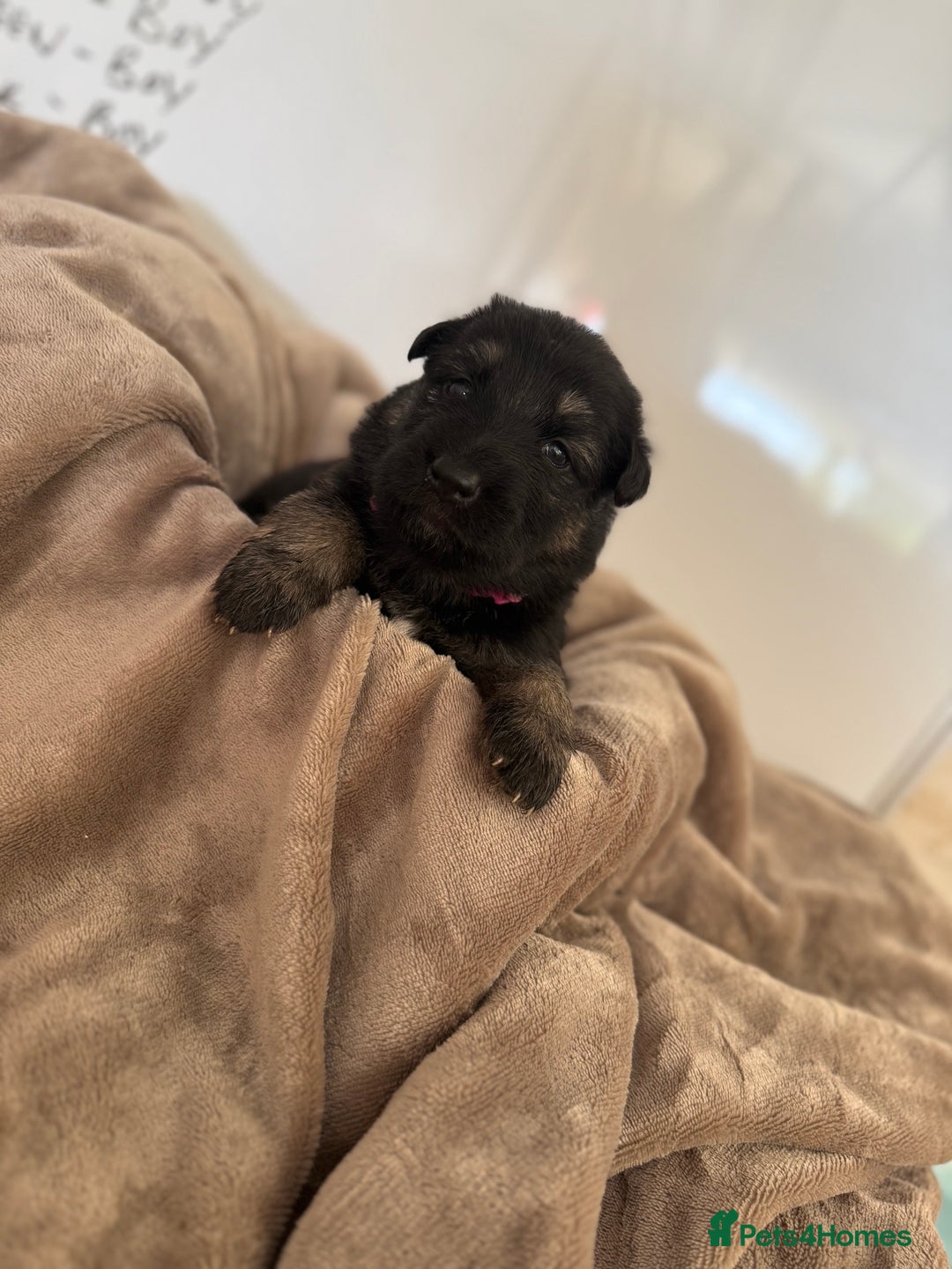 German Shepherd dogs for sale: Beautiful German Shepherd  Puppies For Sale  - Image 14