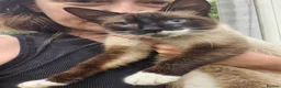Mixed Breed cats for adoption: Nala - Norwich Norfolk  in Norwich - Advert 2