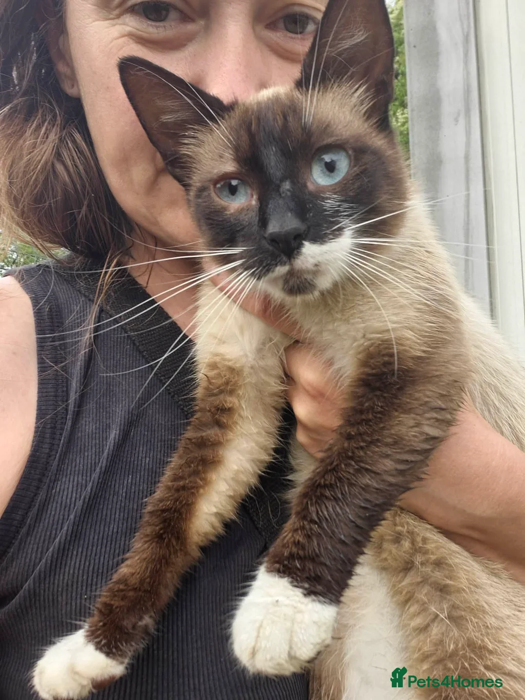 Mixed Breed cats for adoption: Nala - Norwich Norfolk  in Norwich - Advert 2
