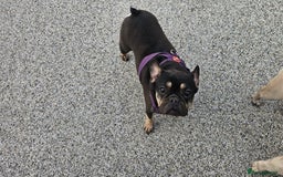 French Bulldog dogs for sale: 8 years old lovely French bulldog - Image 2