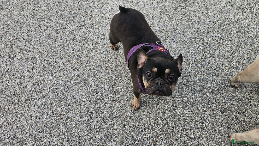 French Bulldog dogs for sale: 8 years old lovely French bulldog - Image 2