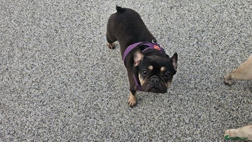 French Bulldog dogs - Advert 10