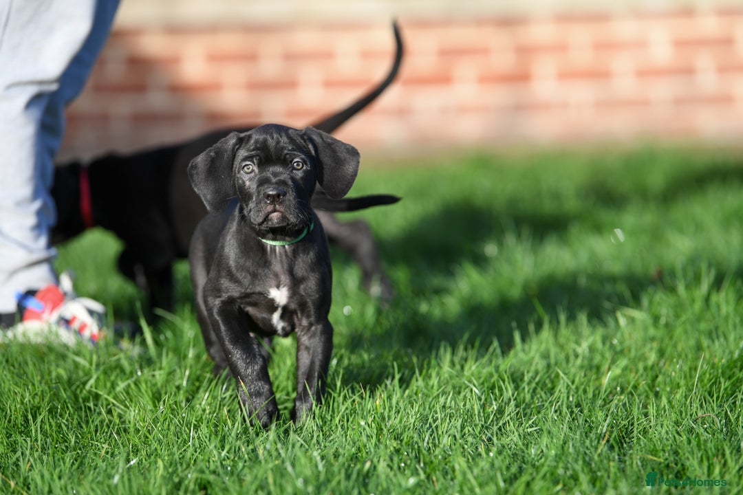 Cane Corso dogs for sale: Elite cane corso puppies  - Advert 7