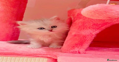 Ragdoll cats - Advert 14