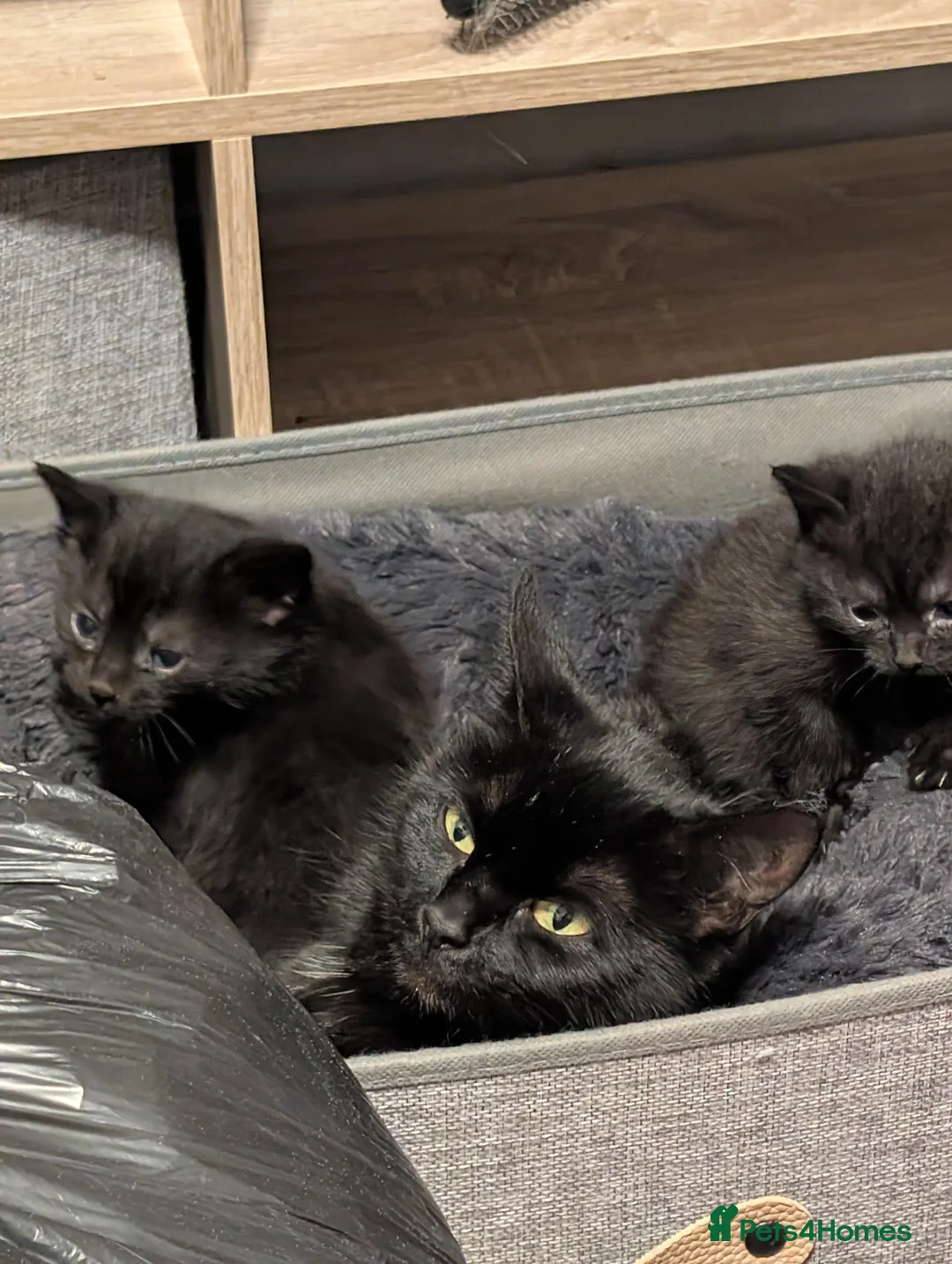 Mixed Breed cats for sale: Two black kittens - Advert 4