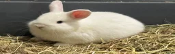 Mixed Breed rabbits for sale: Gorgeous white baby bunnies in London - Advert 7