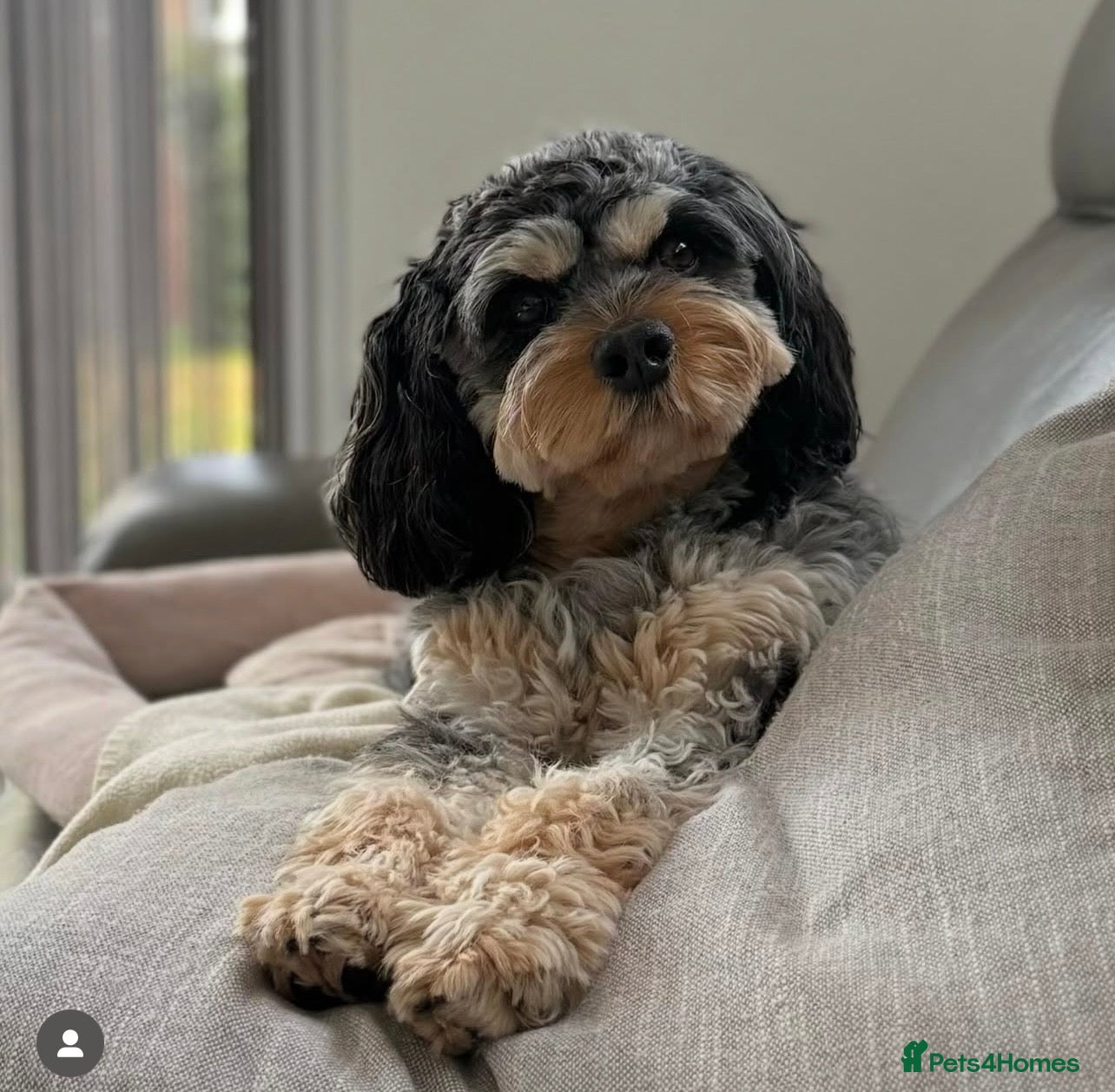 Cavapoo dogs F1 🌈 litter of Cavapoo cuties clear 🧬 parents  - Advert 1