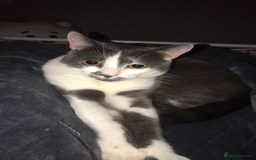 Domestic Shorthair cats for sale: Domestic shorthair cat aged 1 year 3 months - Image 7