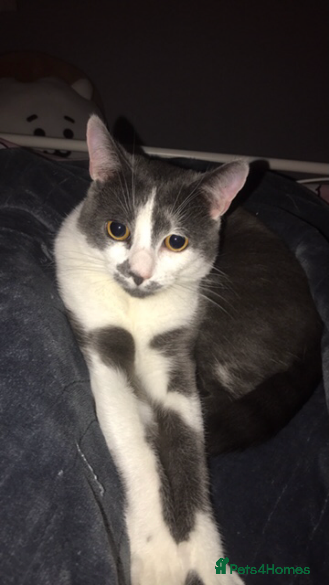Domestic Shorthair cats for sale: Domestic shorthair cat aged 1 year 3 months - Image 7