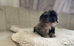 Cockapoo dogs for sale:  pra clear cockapoo puppy’s ready in 1 weeks - Image 5