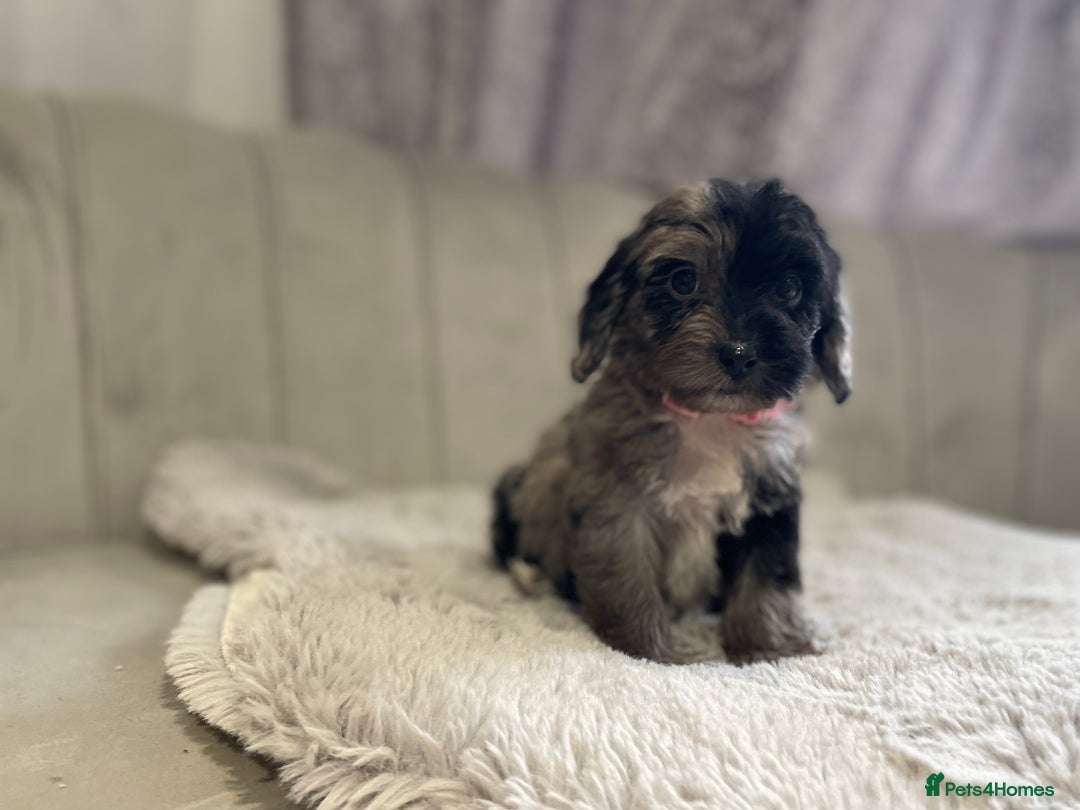 Cockapoo dogs for sale:  pra clear cockapoo puppy’s ready in 1 weeks - Image 5