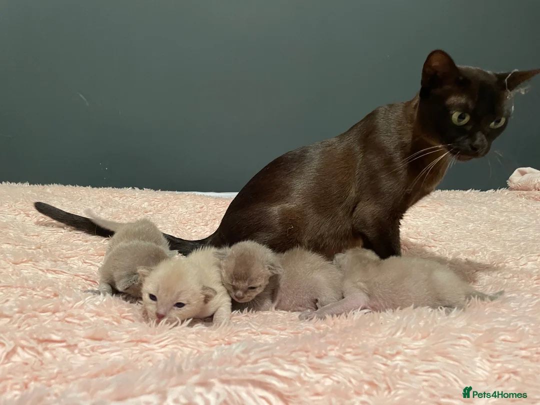 Burmese cats for sale: Gorgeous litter of blue and choco Burmese kittens - Advert 1