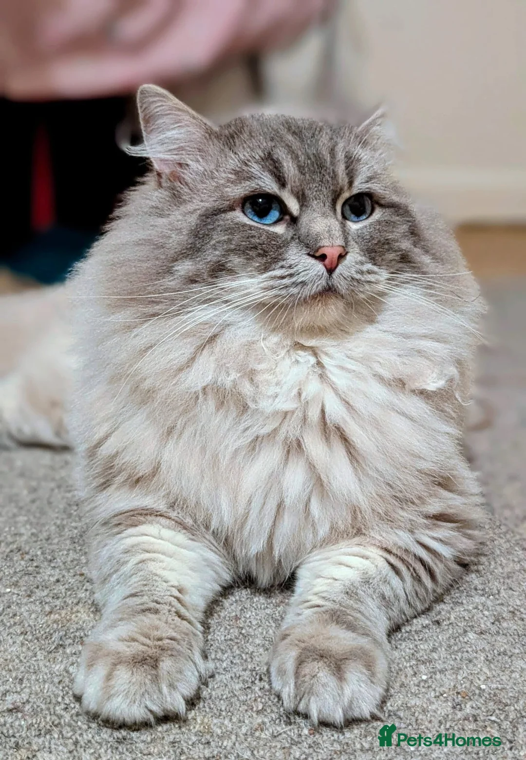 Ragdoll cats for stud: King Baloo bear 🐨👑💖 - Advert 1