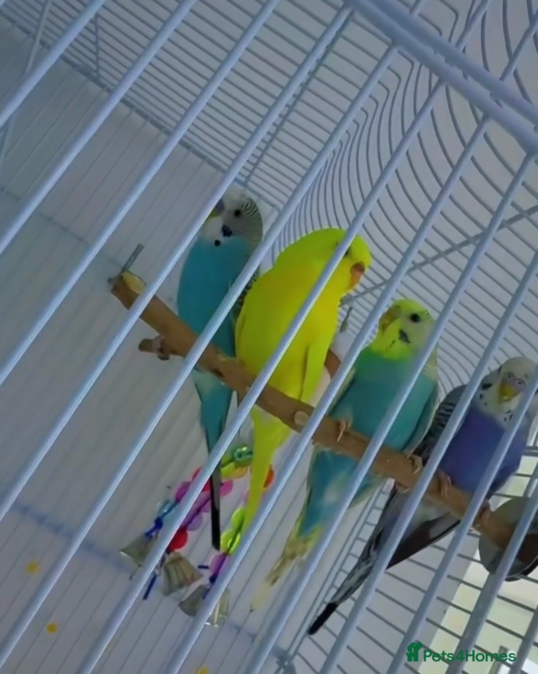 Budgerigars birds for sale: 2 girl 2 boy budgies  - Advert 1