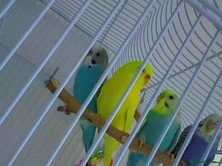 Budgerigars birds 2 girl 2 boy budgies - Advert 2