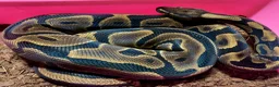 Python Snake reptiles for sale: Ball pythons looking for new home  - Advert 7