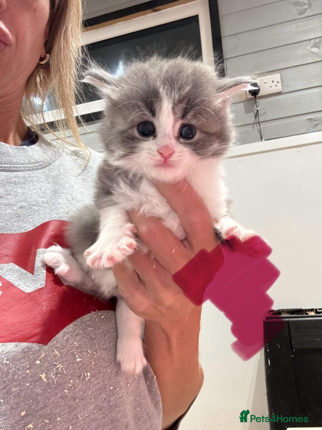 Mixed Breed cats for sale: 5 lovely kittens for sale  - Image 21