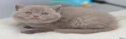 British Shorthair cats for sale: PEDIGREE REGISTERED CHUNKY BRITISH SHORTHAIRS - Advert 3