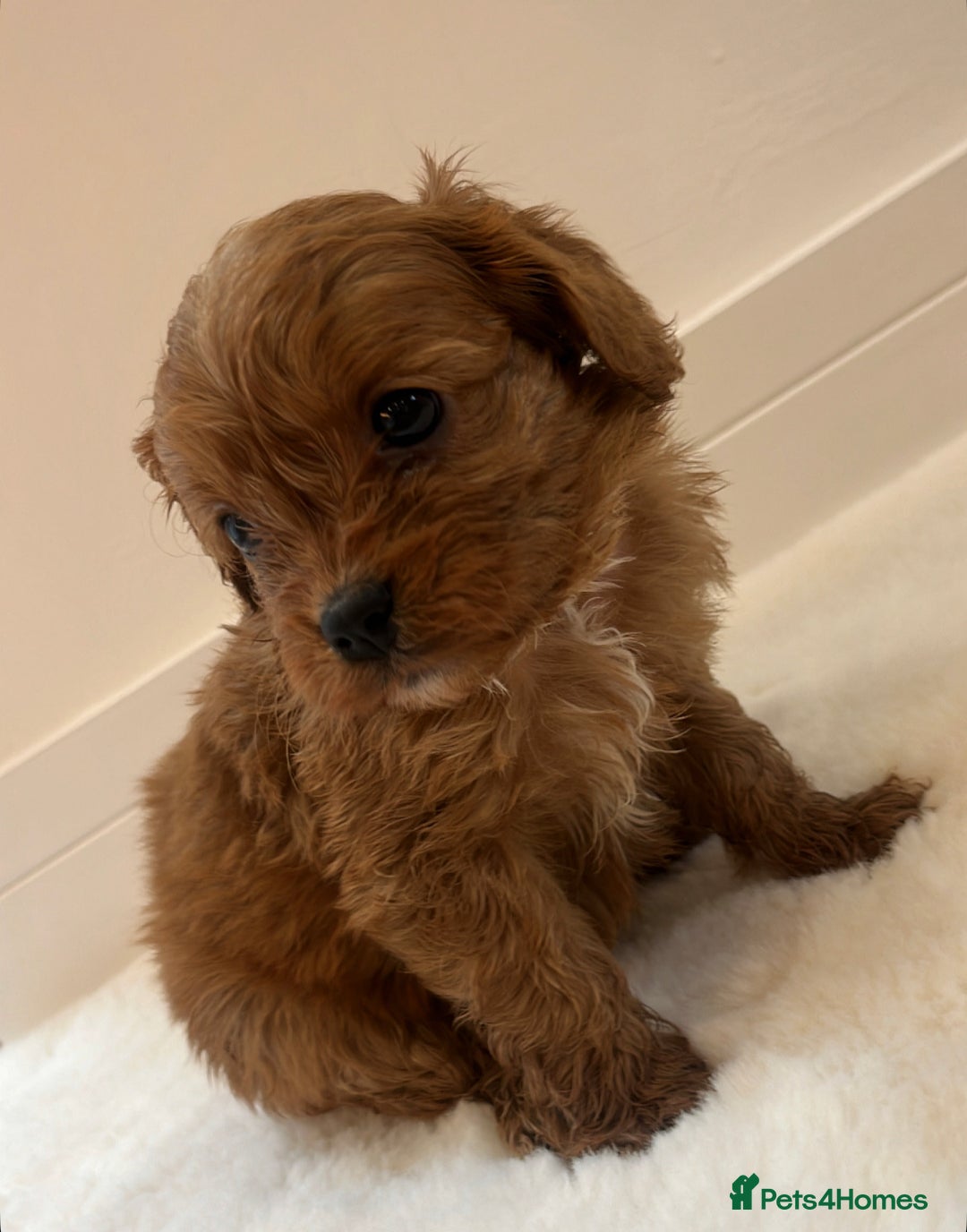 Cavapoo dogs for sale: 🐾 Red f1 Cavapoo Puppies 🐾 - Image 13