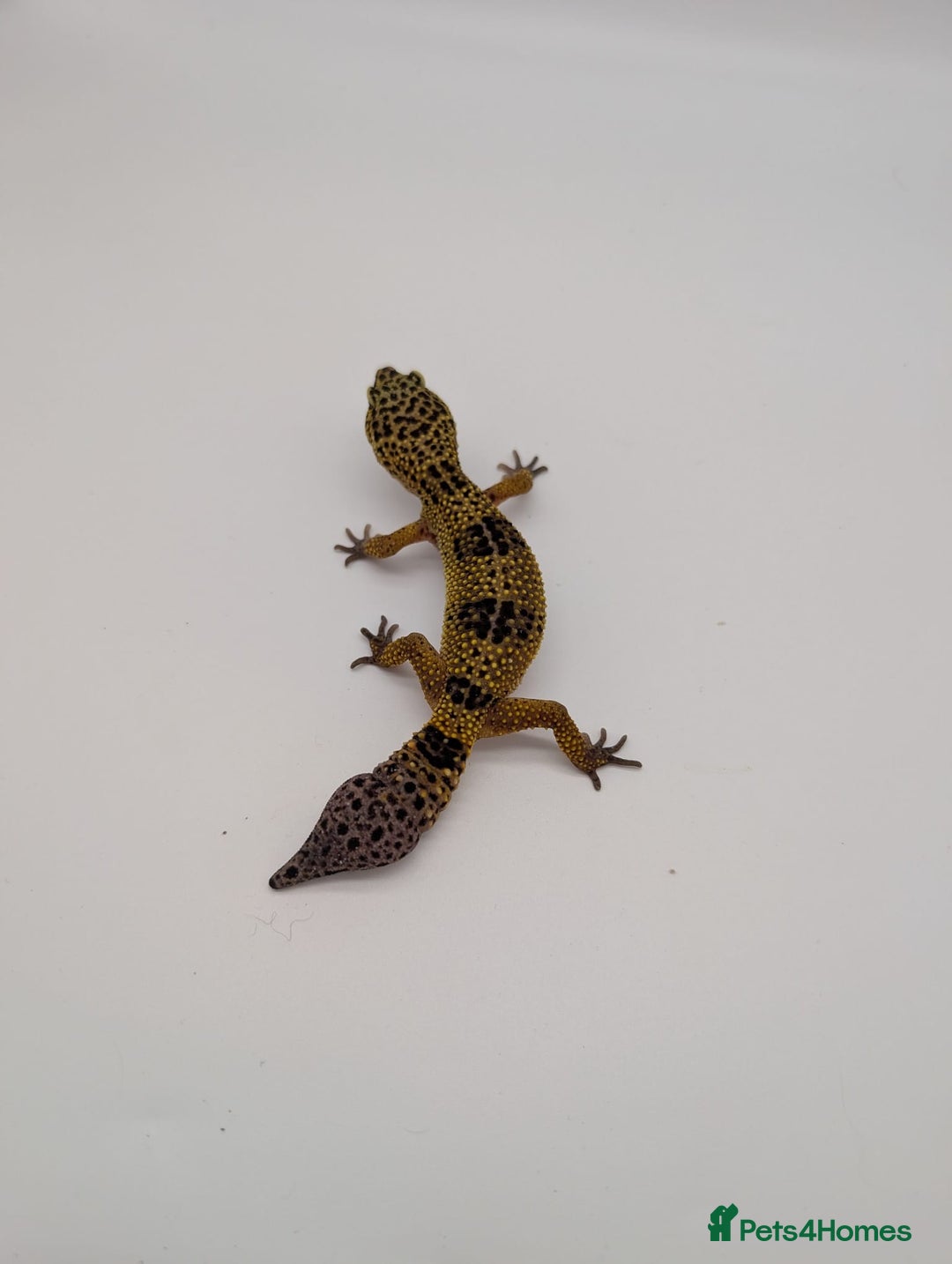 Leopard Gecko reptiles for sale: Black Night Cross Leopard Gecko  - Advert 29