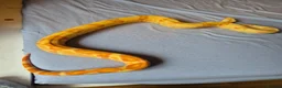 Boa Snake reptiles for sale: Female sunglow boa constrictor  in Swindon - Advert 2