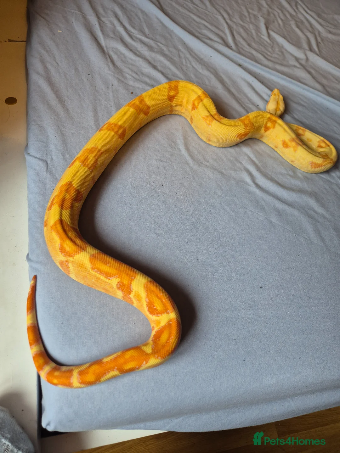 Boa Snake reptiles for sale: Female sunglow boa constrictor  in Swindon - Advert 2