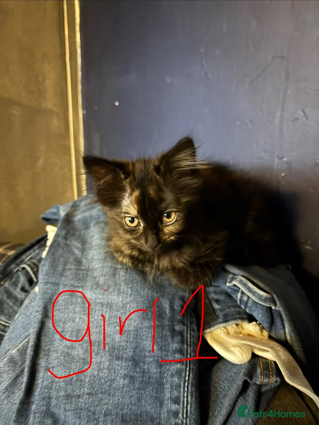 Mixed Breed cats for sale: Playful kittens for sale  - Advert 2