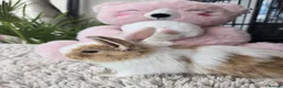 Lionhead rabbits for sale: Cutest Lionhead lops Supersoft blue eyes  - Advert 7
