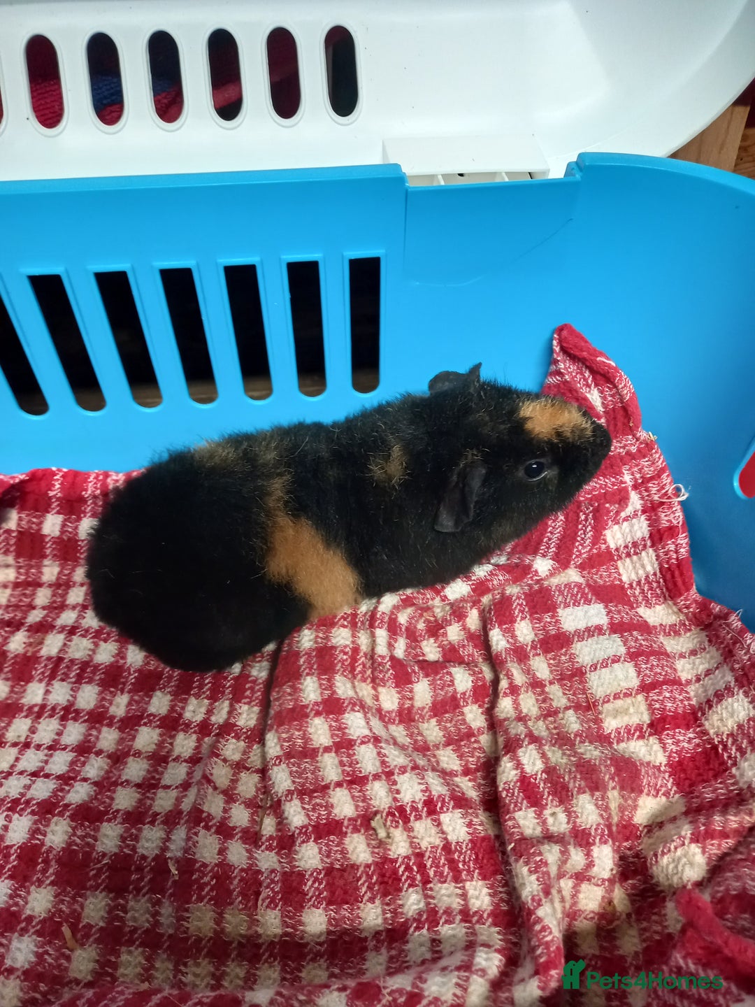 Guinea Pig rodents for sale: Teddy baby guinea-pigs  - Advert 11