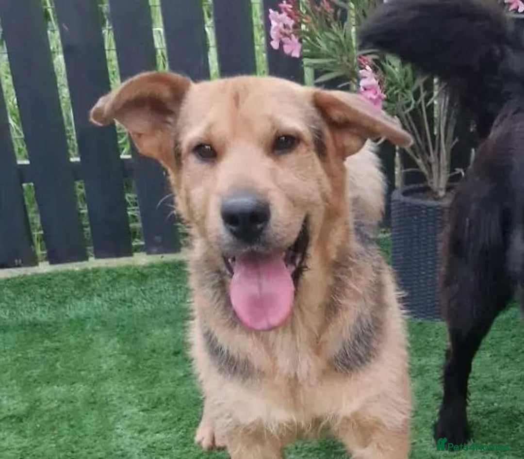 Mixed Breed dogs for adoption: 🐾💛 CAMIL - a Gentle Boy with a Heart of Gold💛🐾 - Image 5