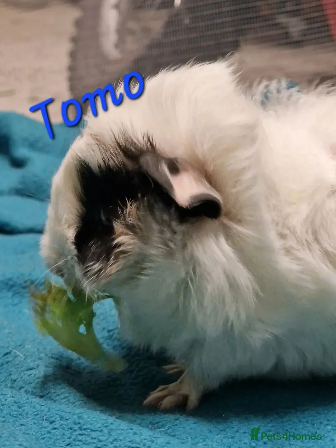 Guinea Pig rodents for sale: Guinea pigs needing homes Still Available  - Advert 3