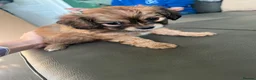 Mixed Breed dogs for sale: Chillier - Advert 4