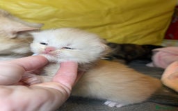 Mixed Breed cats for sale: Health Tested Perdolls - Image 8