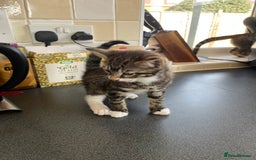 Mixed Breed cats for sale: 1 x Stunning Beautiful Girl Kitten Ready NOW - Image 5