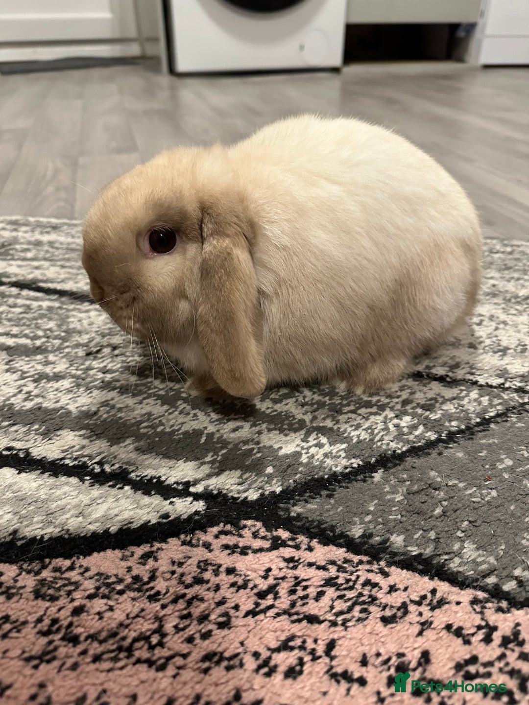 Mini Lop rabbits for sale: Mini lop boy for sale  - Advert 6