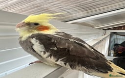Cockatiels birds for sale: Young hand reared tame baby cocktails  - Image 5