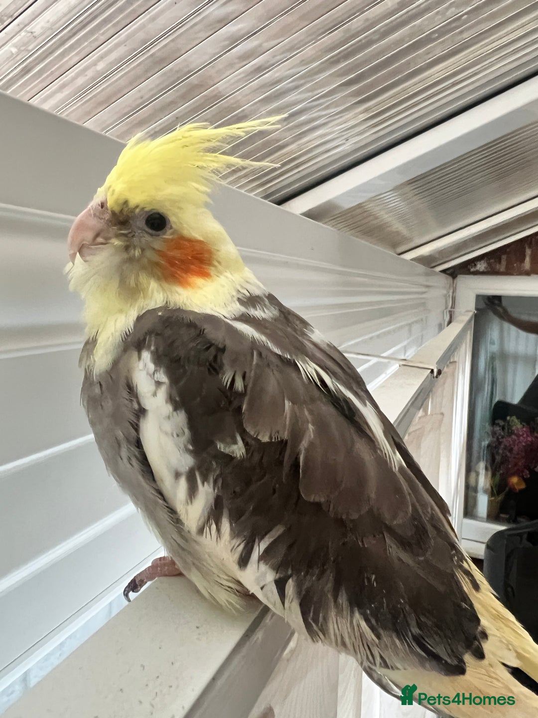 Cockatiels birds for sale: Young hand reared tame baby cocktails  - Image 5