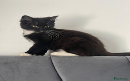 Mixed Breed cats for sale: 1 male kitten - Image 4