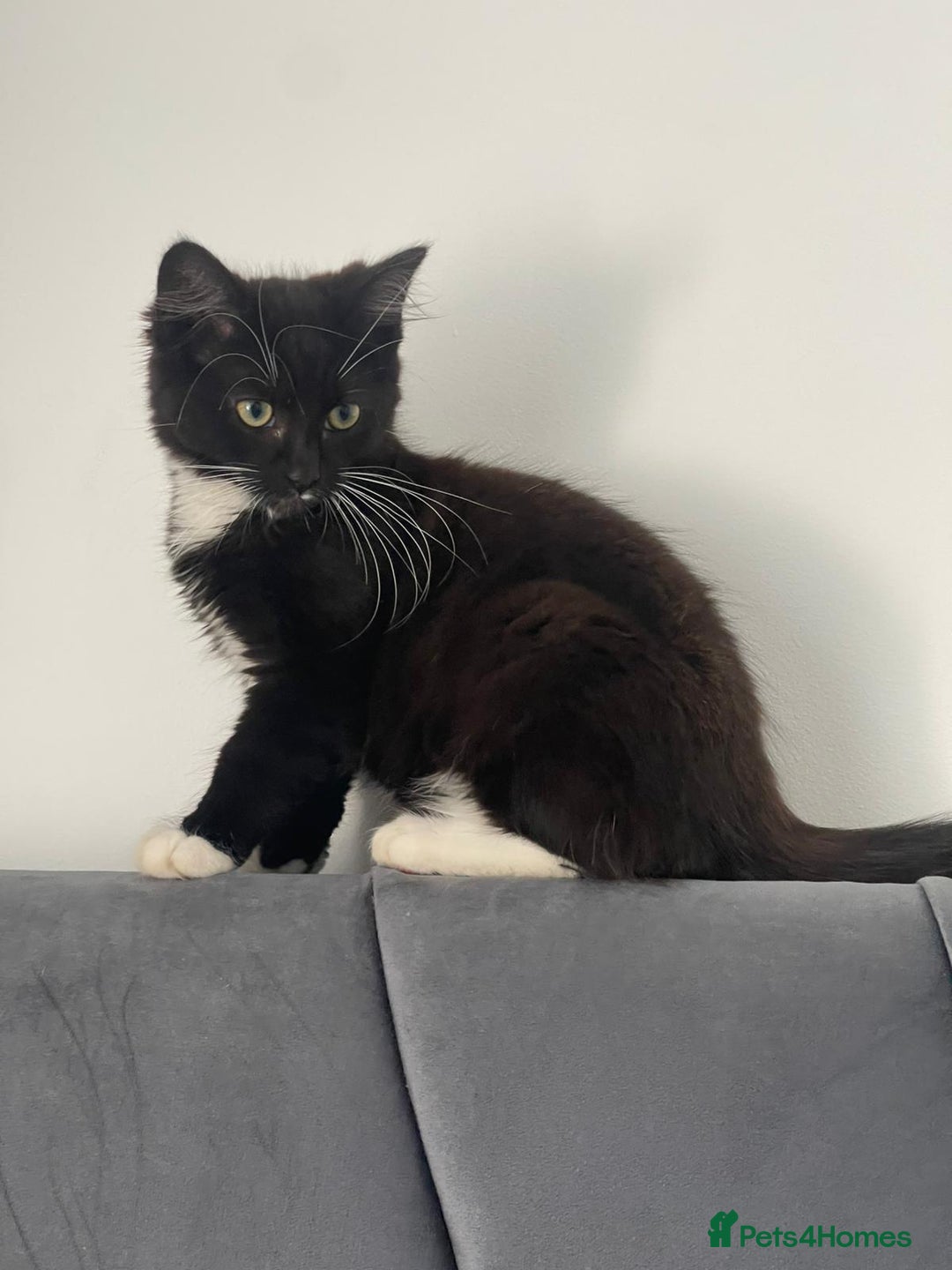 Mixed Breed cats for sale: 1 male kitten - Image 4