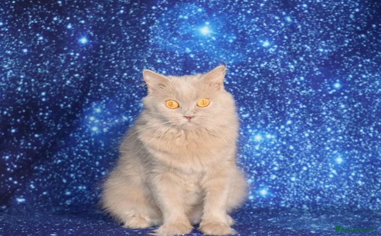 British Shorthair cats - Advert 11