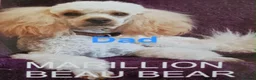 Toy Poodle dogs for sale: Superb Merle Toy Poodles - Advert 5