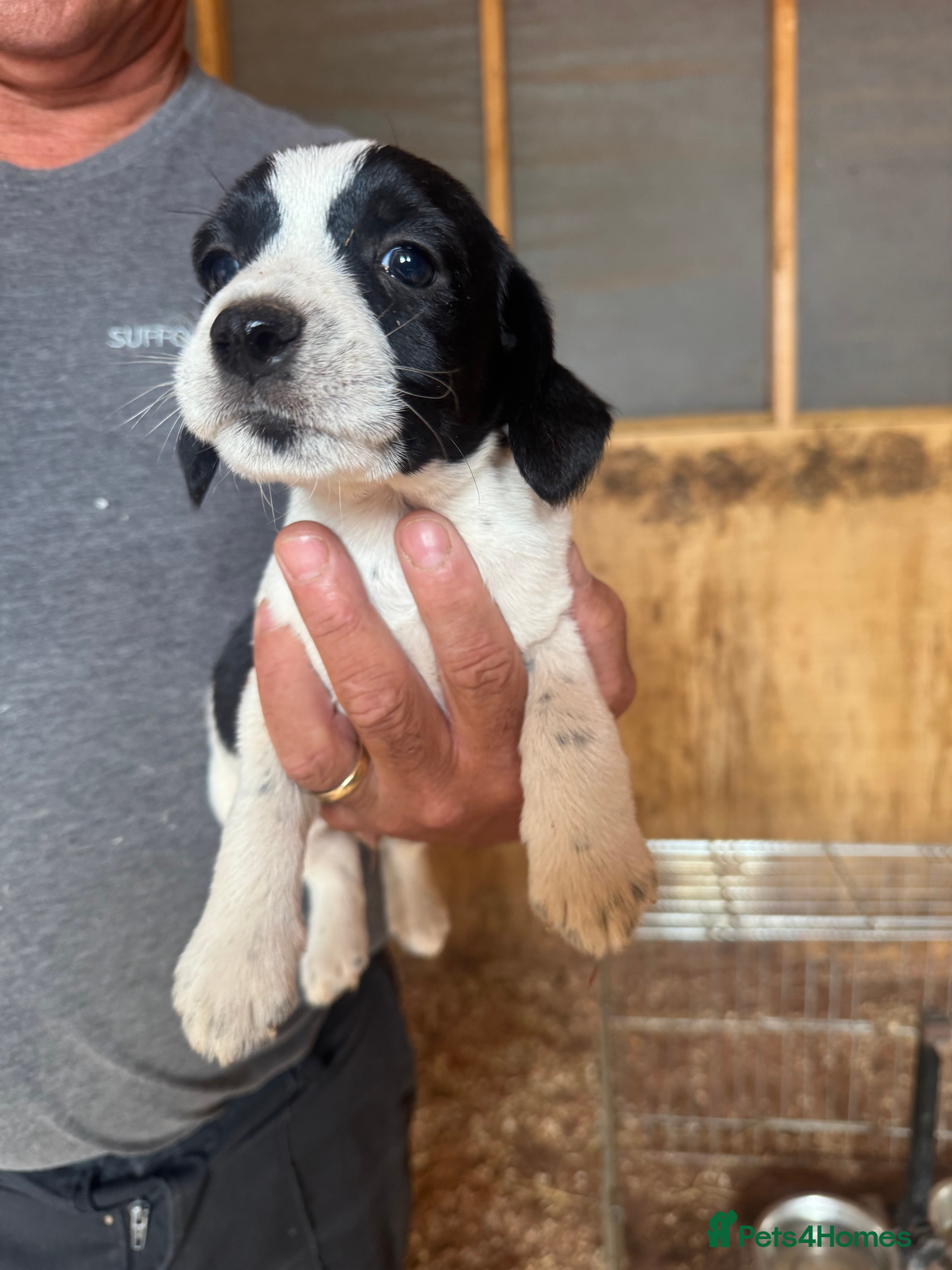 Mixed Breed dogs for sale: Cocker jacks for sale  - Advert 3