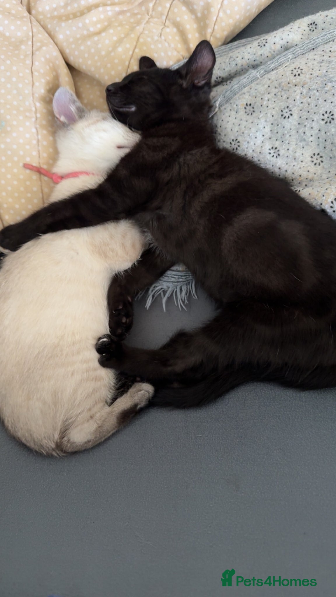 Siamese cats 1 sweet Siameese ready for forever homes   - Advert 2