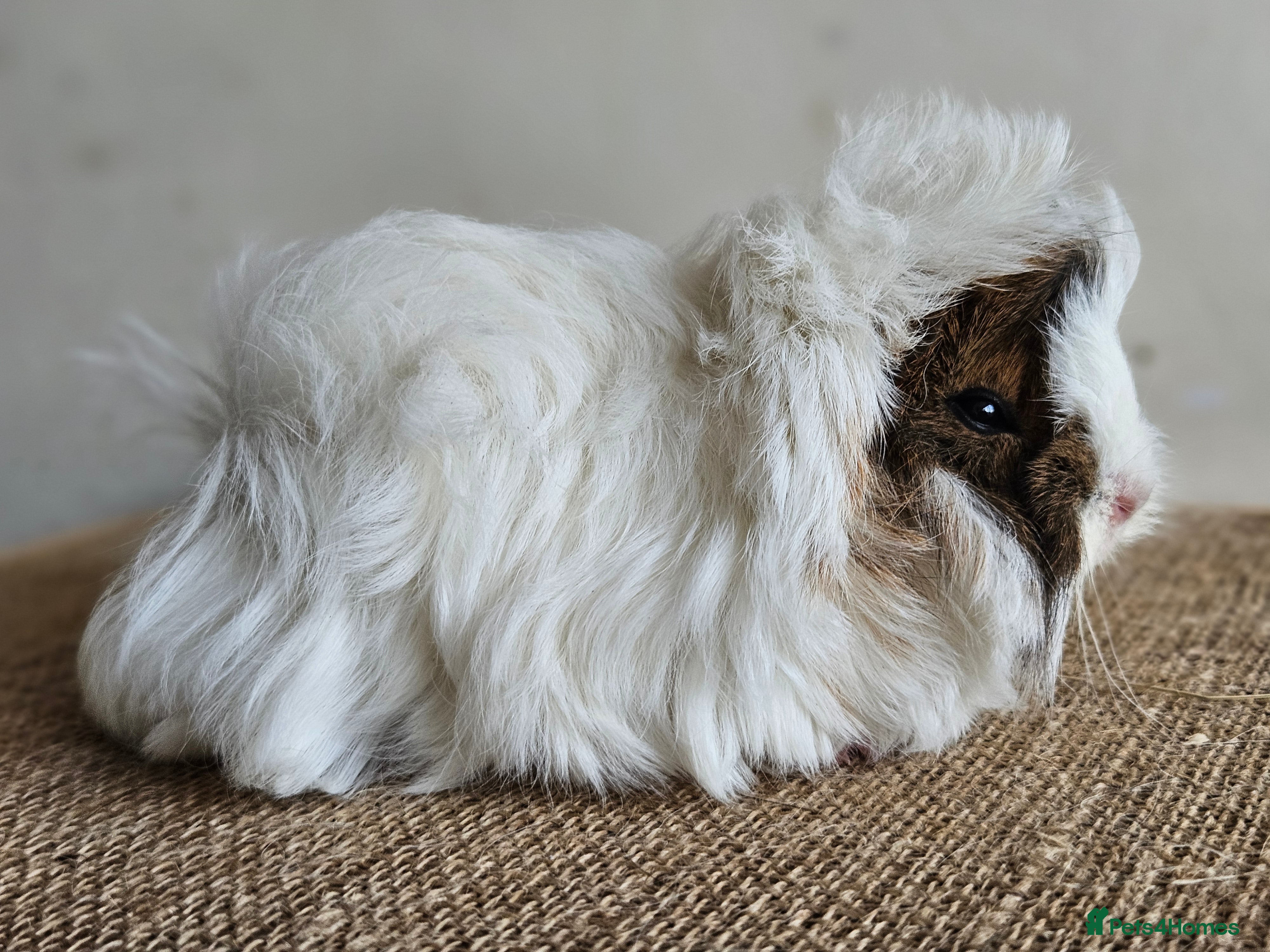 Guinea Pig rodents Female guinea pigs - Advert 5
