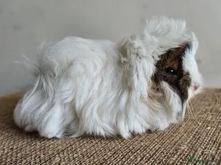 Guinea Pig rodents Female guinea pigs - Advert 5