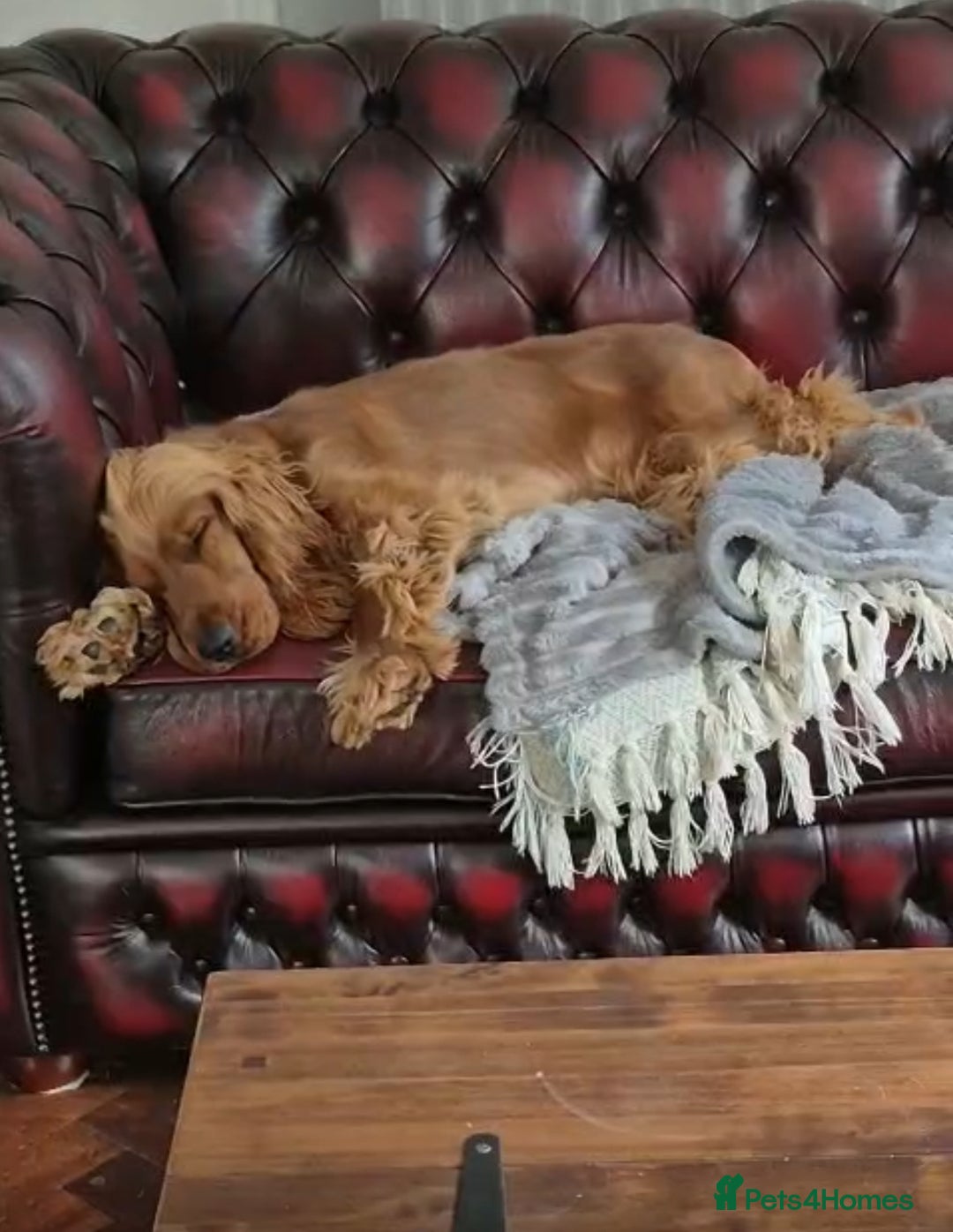 Cocker Spaniel dogs for sale: Looking for a new home  - Advert 8