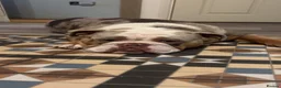 Mixed Breed dogs for sale: Tank  in London - Advert 2